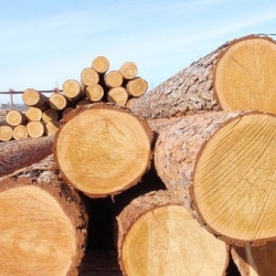 Logs (sawlog)