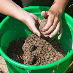 Feedingstuff and supplemental feeding for fish