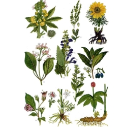 Medicinal plants