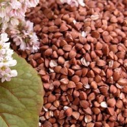 Cereals, oilseeds, legumes